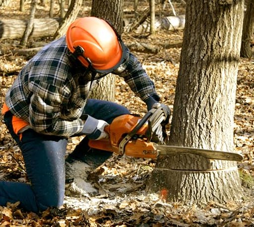 Tree Removal in Rebecca, GA